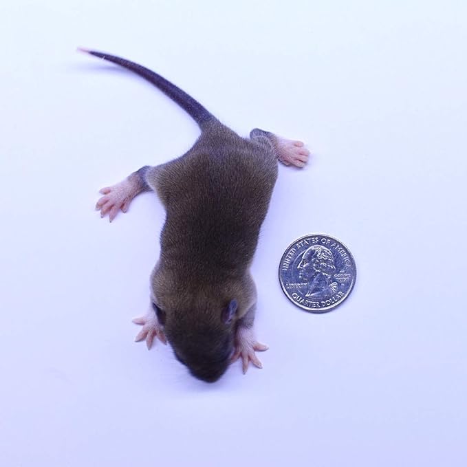 MiceDirect EST. 2003 Frozen Rat Combo Pack Rat Fuzzies & Pups Feeder Snake Reptile Food, 40 Ounce (80 Count)