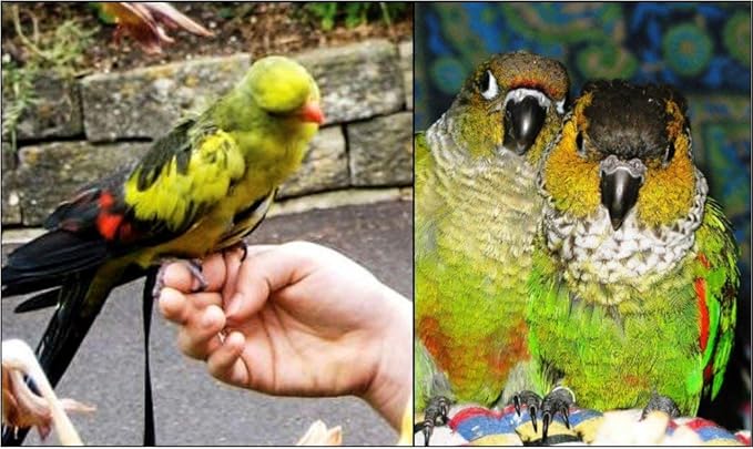 The AVIATOR Pet Bird Harness and Leash: Petite Black