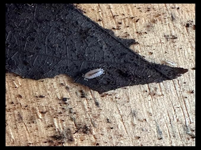 Critters Direct Dwarf Purple Isopods (Qty-25) & Springtails (8 oz Seeding Cuture) Combo Package, for Amphibian/Reptile/Invertebrate Bioactive Habitats