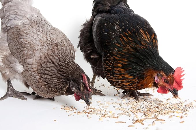 Dried Mealworms for Poultry, Wild Birds, Tasty Bird Food, 100% Natural, Non-GMO, High-Protein Treats for Bird, Pack of 4 Each 13.3 oz