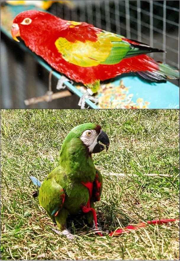 The AVIATOR Pet Bird Harness and Leash: Small Red