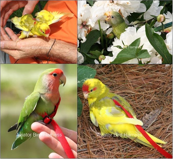 The AVIATOR Pet Bird Harness and Leash: Mini Green