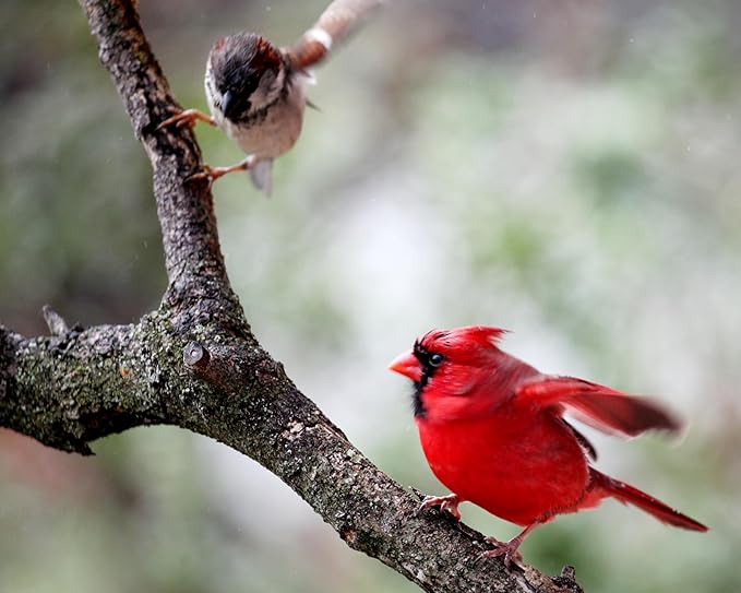 10lbs Dried Mealworms - Premium Non-GMO Chicken Feed, Nutritious High Protein Meal Worms- Food and Treats for Laying Hens, Wild Birds, Ducks, Chicken