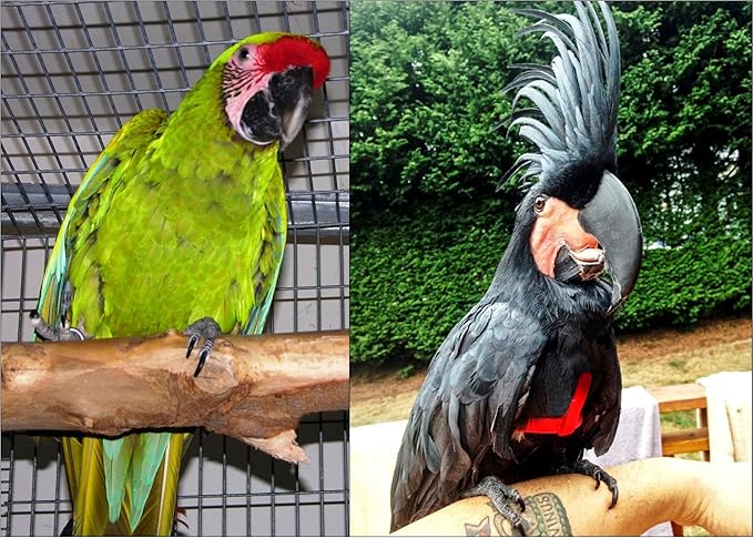 The AVIATOR Pet Bird Harness and Leash: X-Large Black