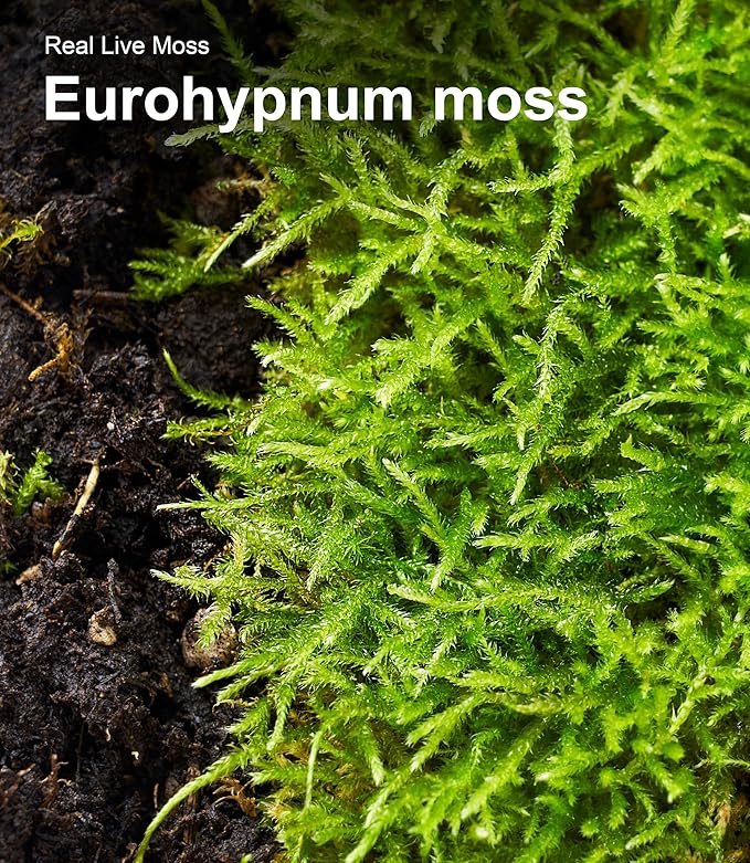 Live Moss Duo Pack – 2 Varieties Mixed Moss for Reptile Terrariums, Amphibian Habitats, Bonsai, Vivariums