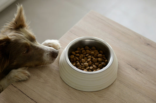 The Benefits of Automatic Pet Feeders for Busy Pet Parents