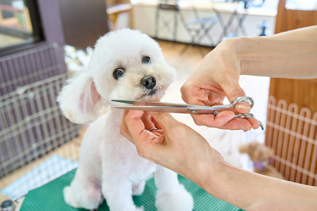 Pet Grooming at Home: Tips and Tricks for Stress-Free Care