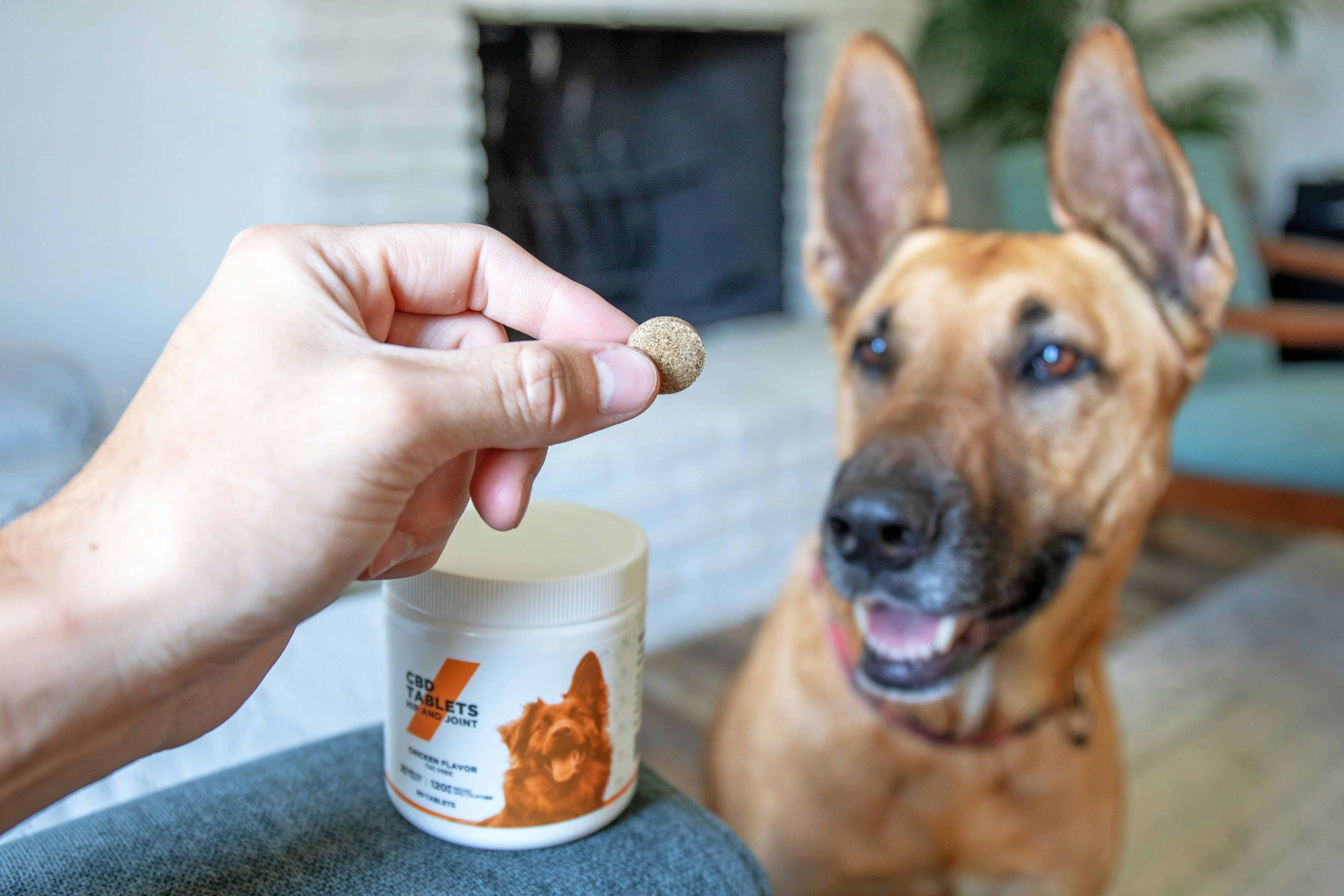 Essential Nutritional Supplements for Cats and Dogs