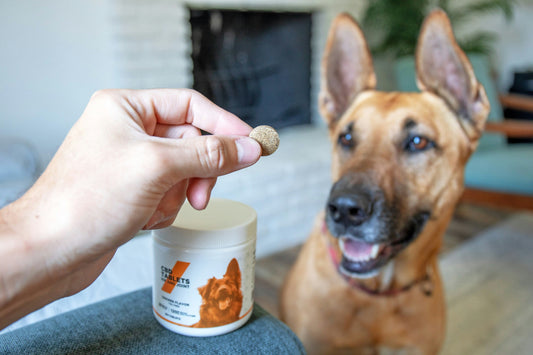 Essential Nutritional Supplements for Cats and Dogs