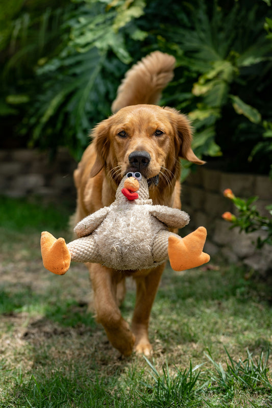 How to Choose Safe and Healthy Toys for Your Dog