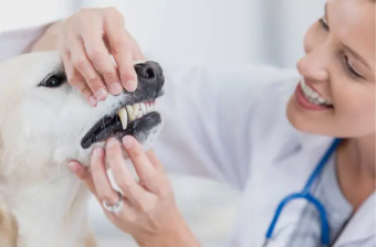 Pet Dental Care
