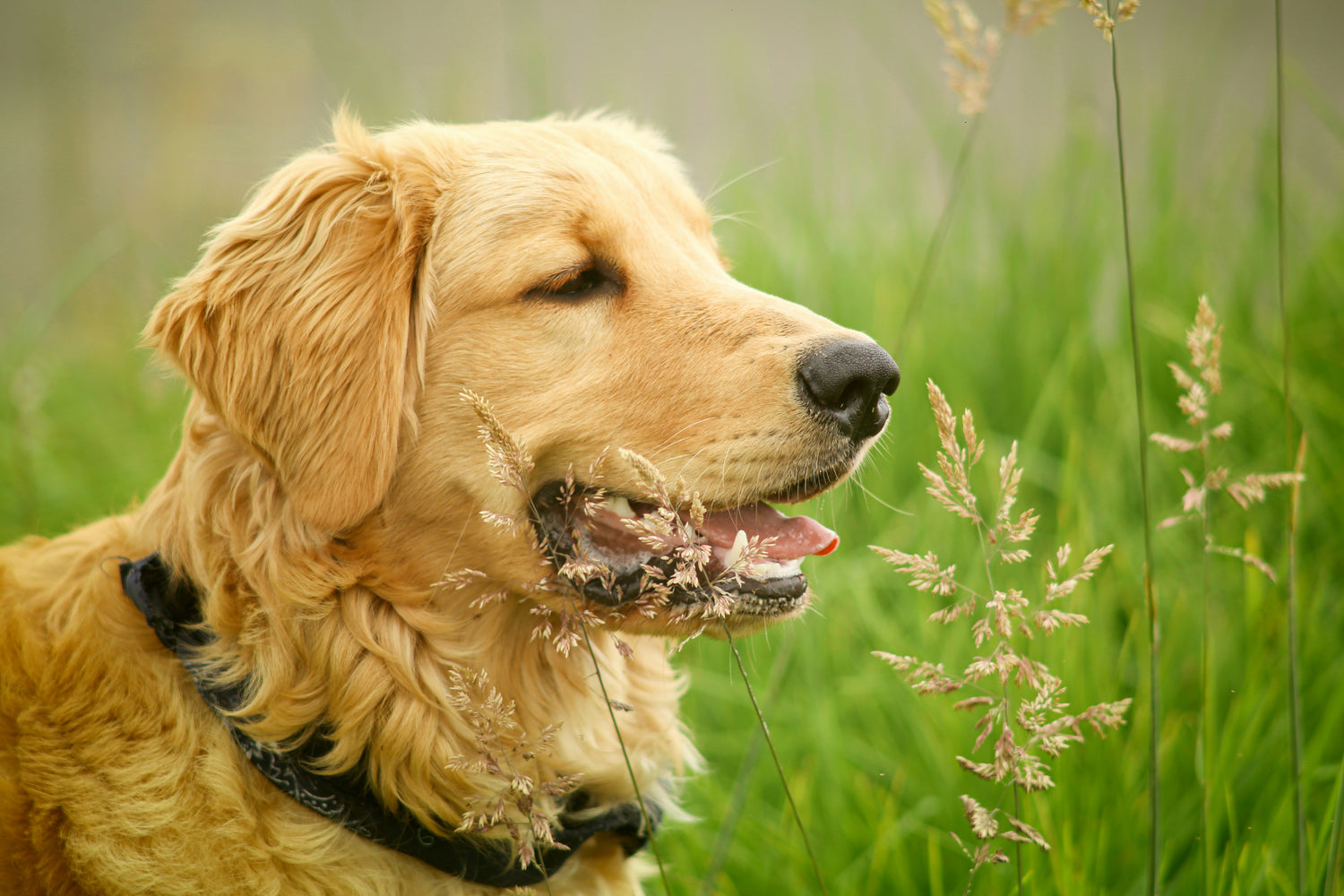 Dog Health & Wellness