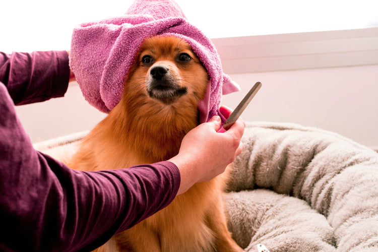 Dog Grooming Supplies