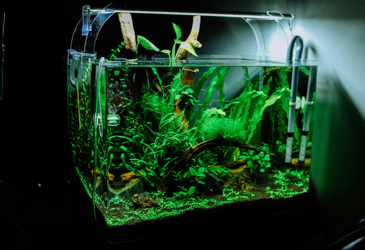 Aquariums & Accessories