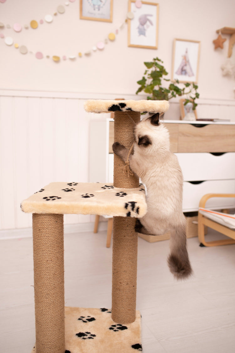 Cat Scratchers & Climbing Trees