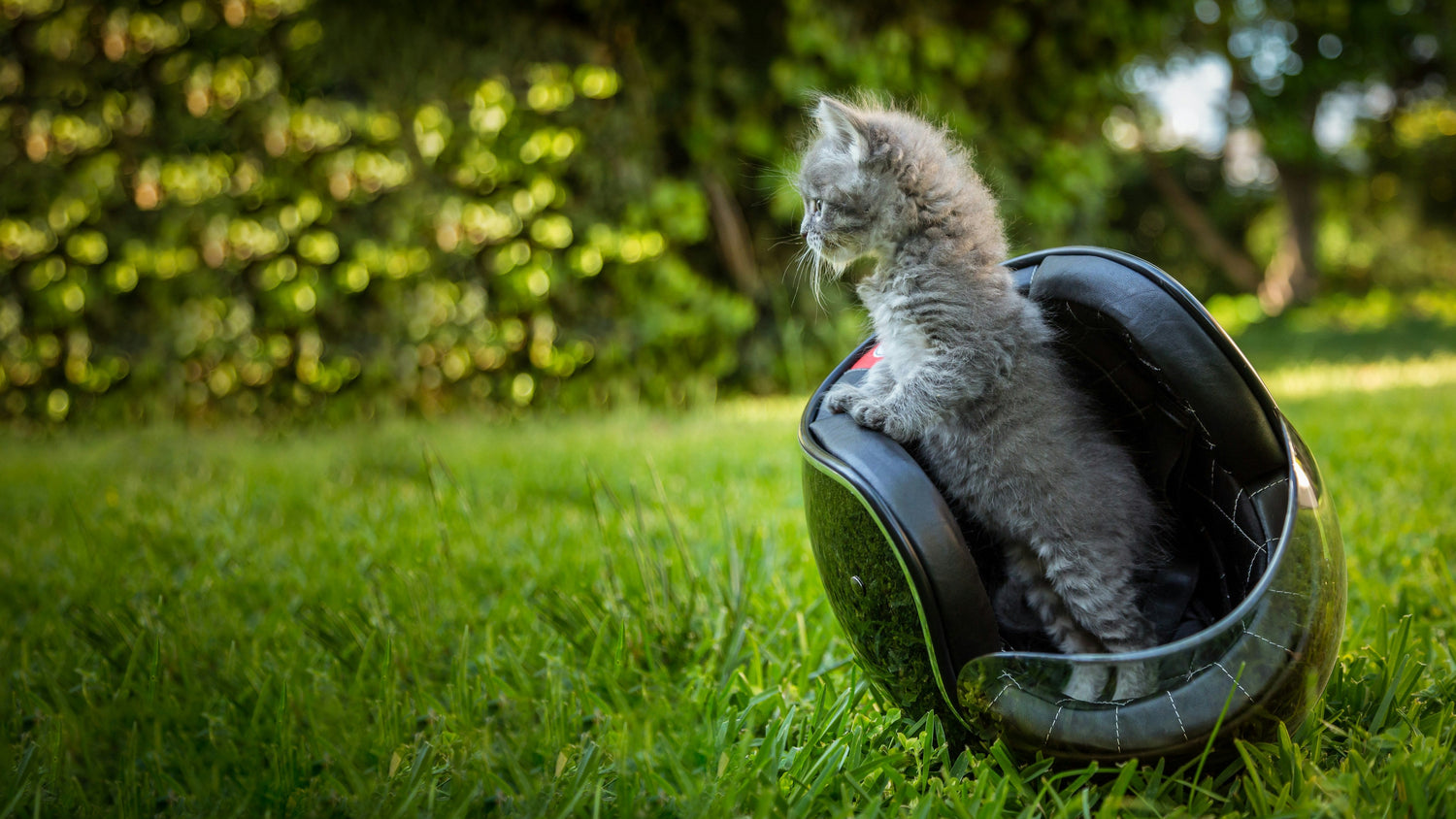 Pet Carriers & Travel