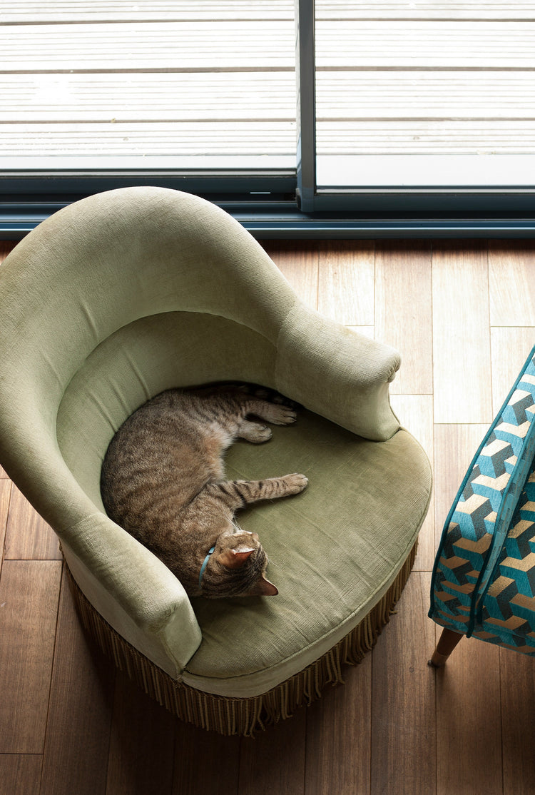 Cat Beds & Furniture