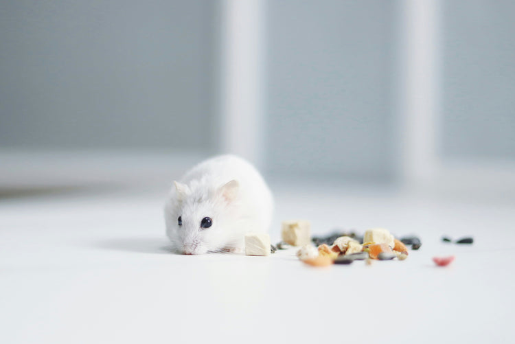 Small Animal Treats