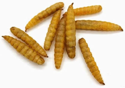 HARTOMPET Better Than Dried Mealworms for Chickens 5 lbs - 85X Calcium Than MealWorms - Non-GMO Chicken Feed Additive - Black Soldier Fly Larvae Treats for Hens, Ducks, Wild Birds