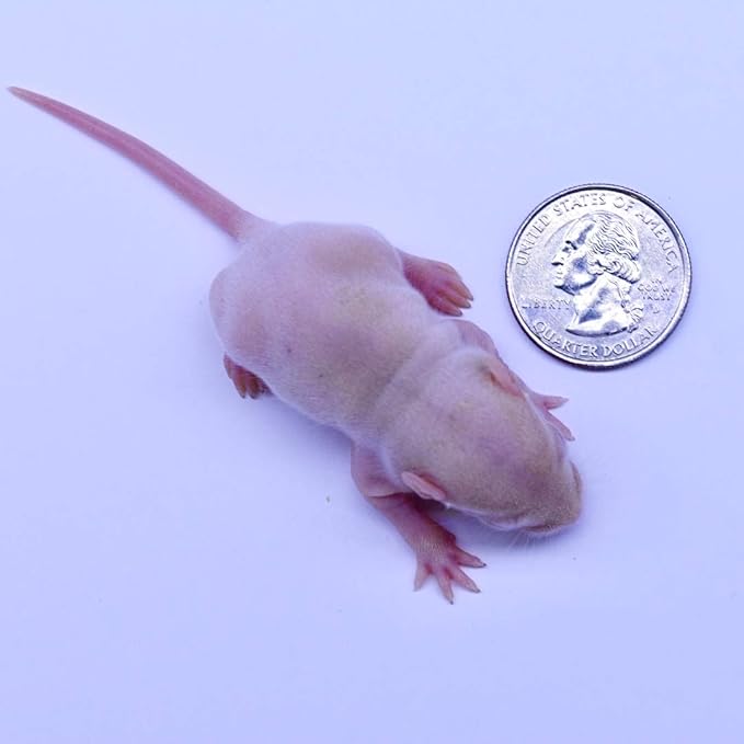 MiceDirect EST. 2003 Frozen Rat Combo Pack Rat Fuzzies & Pups Feeder Snake Reptile Food, 40 Ounce (80 Count)