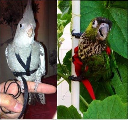 The AVIATOR Pet Bird Harness and Leash: Petite Green