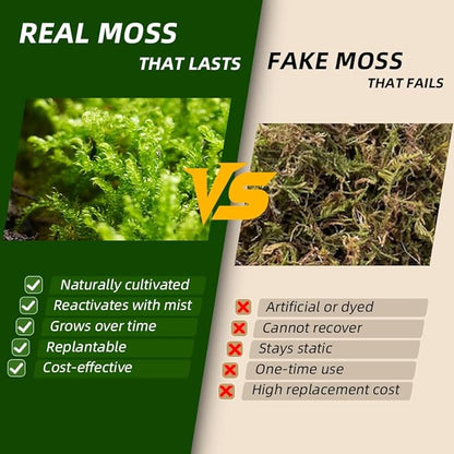 Live Moss Duo Pack – 2 Varieties Mixed Moss for Reptile Terrariums, Amphibian Habitats, Bonsai, Vivariums