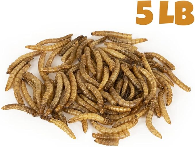 MBTP Bulk Dried Mealworms - Treats for Chickens & Wild Birds (5 Lbs)