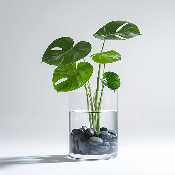 10 lbs Black River Rocks - Large Polished Black Pebbles for Plants & Garden Decorative Stones，1-2" Polished Pebbles for Landscaping, Fish Tanks, Flower Pots, Water Fountains