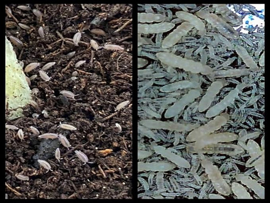 Critters Direct Dwarf Purple Isopods (Qty-25) & Springtails (8 oz Seeding Cuture) Combo Package, for Amphibian/Reptile/Invertebrate Bioactive Habitats
