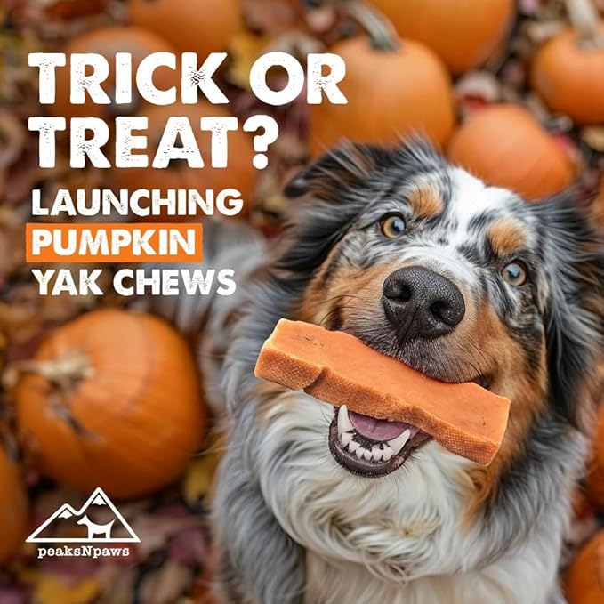 Yak Cheese Himalayan Dog Chews with Pumpkin, High Protein, Natural Dog Treats, Dog Chew Sticks for Aggressive Chewers, Long Lasting Treat for Small, Medium & Large Dogs, 3 Chews