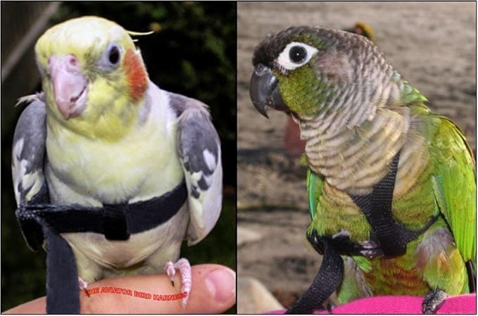 The AVIATOR Pet Bird Harness and Leash: Petite Green