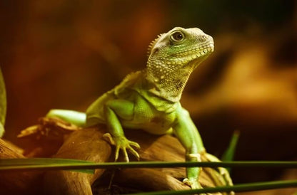 kimoe 5LB 100% Natural Non-GMO Dried mealworms-High-Protein for Birds, Chicken，Ducks