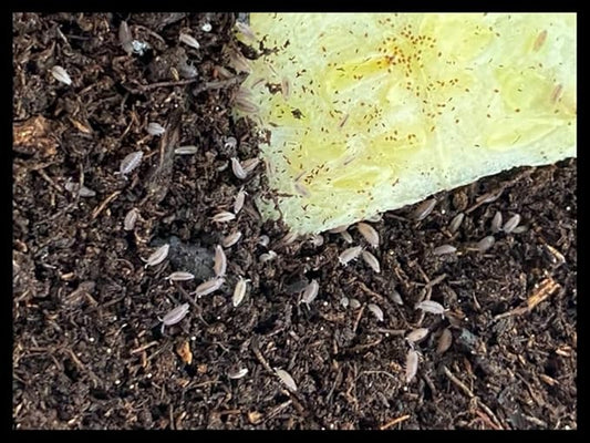 Dwarf Purple Isopods (Qty-25), for Amphibian/Reptile/Invertebrate Bioactive Habitats, by Critters Direct