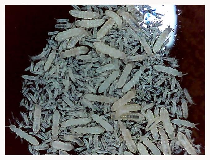 Critters Direct Dwarf Purple Isopods (Qty-25) & Springtails (8 oz Seeding Cuture) Combo Package, for Amphibian/Reptile/Invertebrate Bioactive Habitats