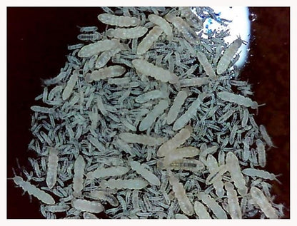 Critters Direct Dwarf Purple Isopods (Qty-25) & Springtails (8 oz Seeding Cuture) Combo Package, for Amphibian/Reptile/Invertebrate Bioactive Habitats