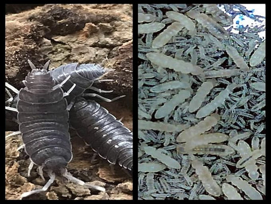 Critters Direct Powder Blue Isopods (Qty-20) & Springtails (8 oz Seeding Culture) Combo Package, for Amphibian/Reptile/Invertebrate Bioactive Habitats