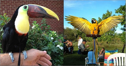 The AVIATOR Pet Bird Harness and Leash: Large Purple