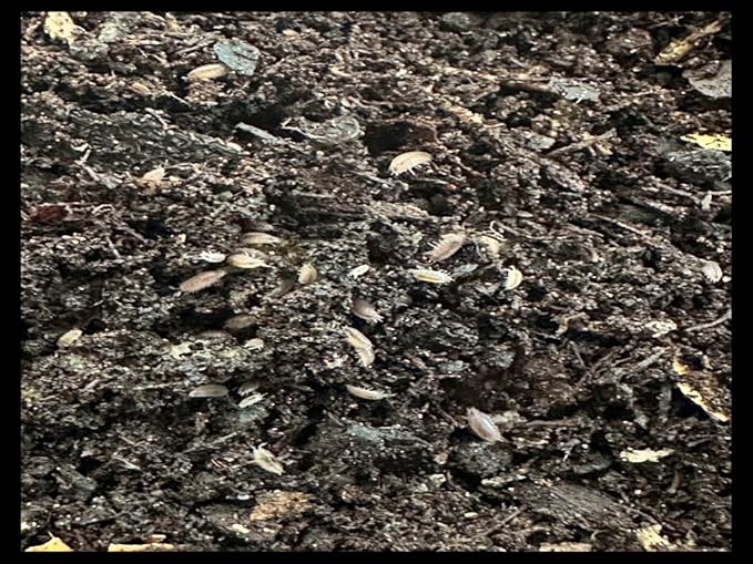 Critters Direct Dwarf Purple Isopods (Qty-25) & Springtails (8 oz Seeding Cuture) Combo Package, for Amphibian/Reptile/Invertebrate Bioactive Habitats