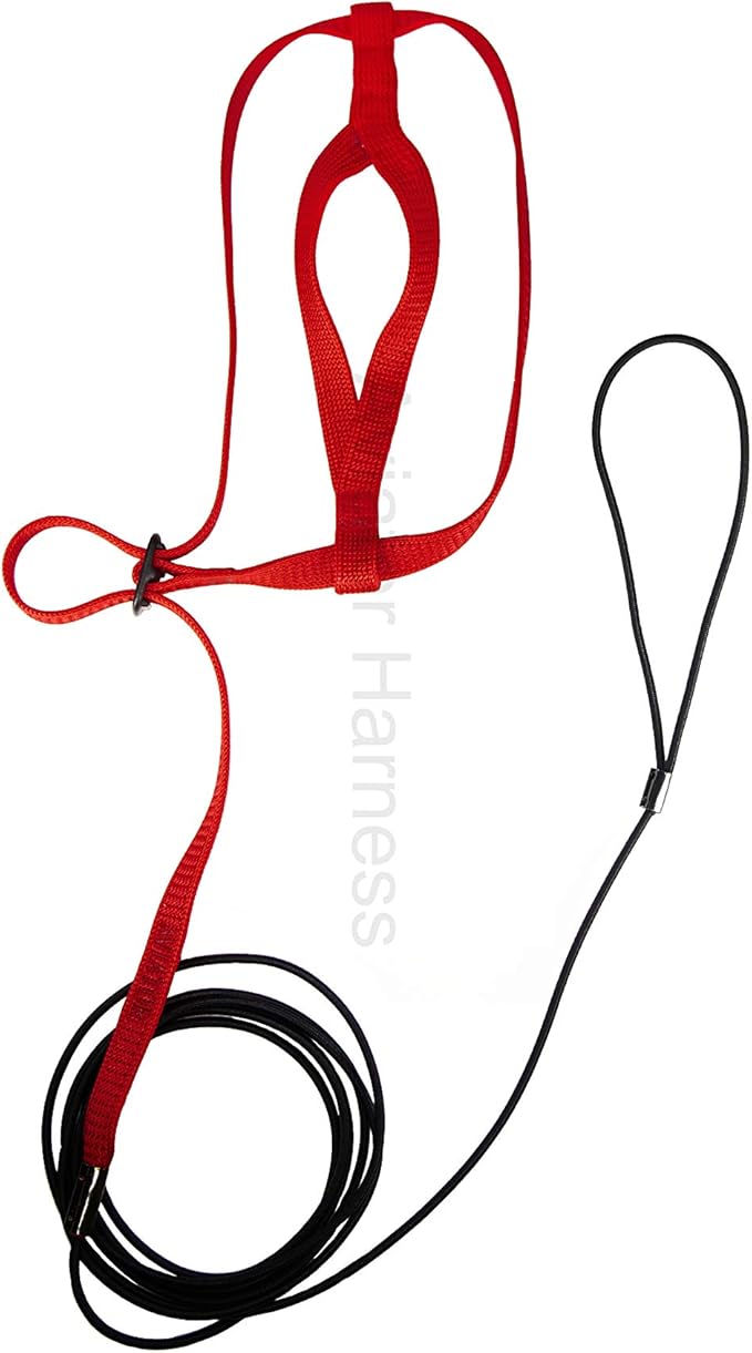 The AVIATOR Pet Bird Harness and Leash: Small Red