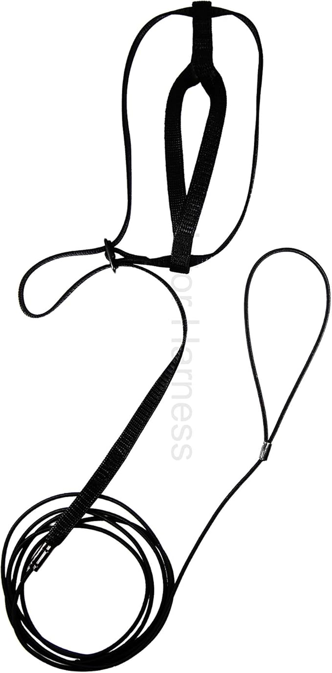 The AVIATOR Pet Bird Harness and Leash: Small Black