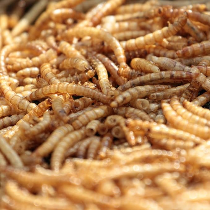 MBTP Bulk Dried Mealworms - Treats for Chickens & Wild Birds (5 Lbs)