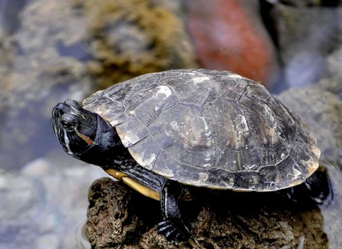 kimoe 5LB 100% Natural Non-GMO Dried mealworms-High-Protein for Birds, Chicken，Ducks