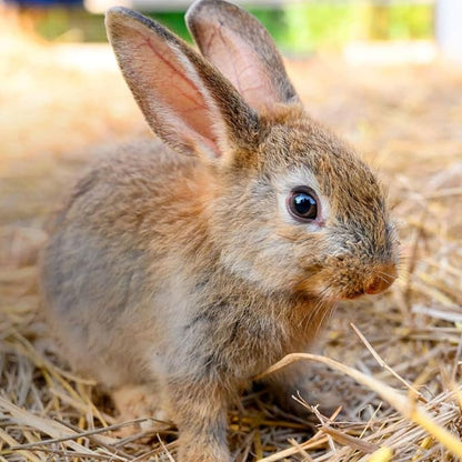 Blue Mountain Hay | Organic Bedding Straw (3 lb) | Natural Pet Bedding & Insulation for Rabbits, Guinea Pigs, Goats, Chickens, Stray & Feral Cats, and Small Animal Shelters