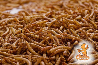 Chubby Mealworms 4Lbs Bulk Dried Mealworms High Protein Treat for Chickens, Birds, Ducks and Much More