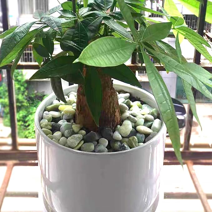 10lbs Jade River Rocks, 1-2 Inch Natural Pebbles for Indoor Plants, High Polished Decorative Stones Vase Filler Fish Tank Aquariums Landscaping Garden Outdoor and Indoor DIY