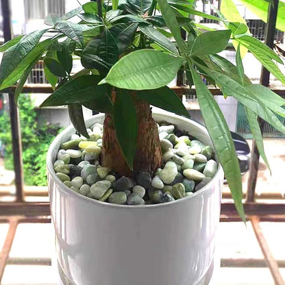 10lbs Jade River Rocks, 1-2 Inch Natural Pebbles for Indoor Plants, High Polished Decorative Stones Vase Filler Fish Tank Aquariums Landscaping Garden Outdoor and Indoor DIY