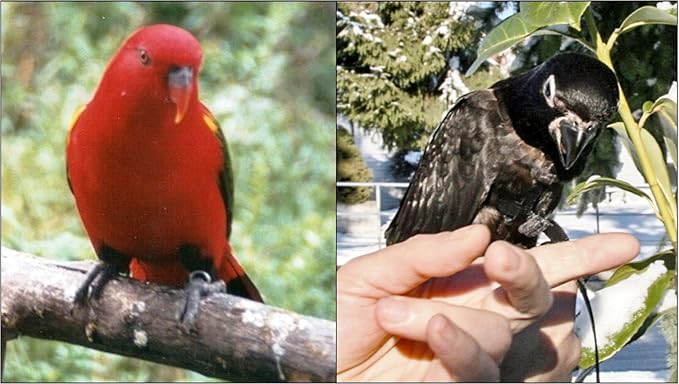 The AVIATOR Pet Bird Harness and Leash: Small Red