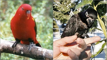 The AVIATOR Pet Bird Harness and Leash: Small Red