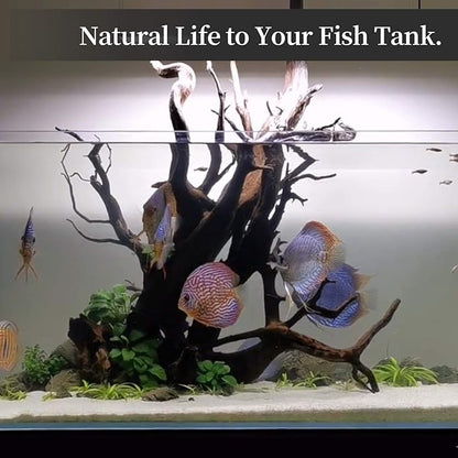 majoywoo Natural Large Driftwood for Aquarium Decor Reptile Decor, Fewer Branches 12.5-18" 2Pcs