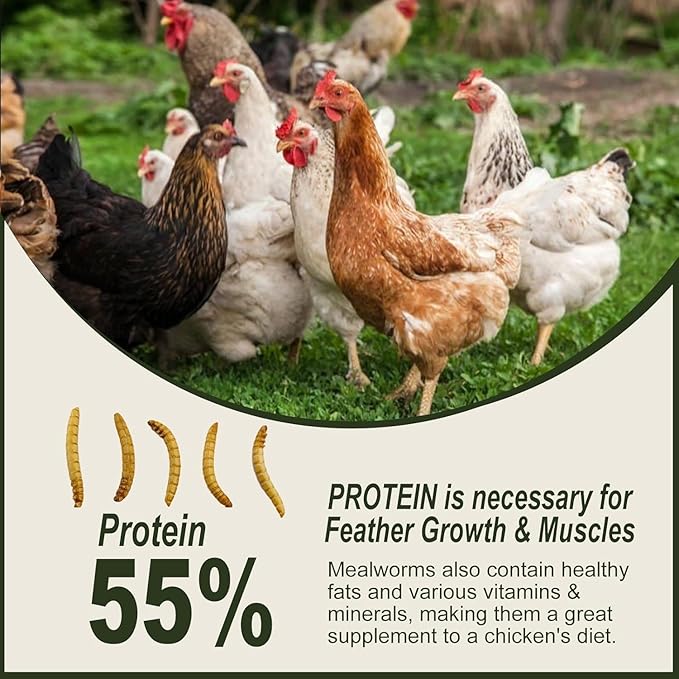 Adaman Dried Mealworms -10 LBS- 100% Natural Non GMO High Protein Mealworms - Bulk Meal Worms for Chickens & Birds, Ducks - Best Chicken Treats, Bird Food, Turtle Food